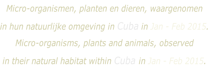 Micro-organismen, planten en dieren, waargenomen  in hun natuurlijke omgeving in Cuba in Jan - Feb 2015. Micro-organisms, plants and animals, observed  in their natural habitat within Cuba in Jan - Feb 2015.