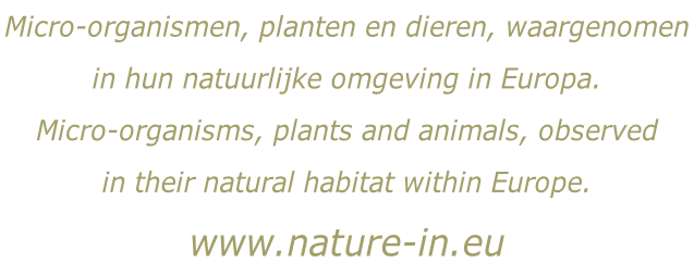 Micro-organismen, planten en dieren, waargenomen  in hun natuurlijke omgeving in Europa. Micro-organisms, plants and animals, observed  in their natural habitat within Europe. www.nature-in.eu