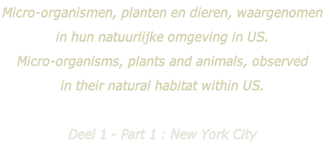 Micro-organismen, planten en dieren, waargenomen  in hun natuurlijke omgeving in US. Micro-organisms, plants and animals, observed  in their natural habitat within US.  Deel 1 - Part 1 : New York City