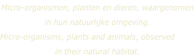 Micro-organismen, planten en dieren, waargenomen  in hun natuurlijke omgeving. Micro-organisms, plants and animals, observed  in their natural habitat.